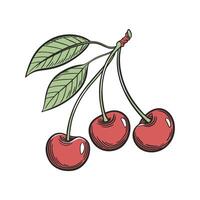 Vibrant Cherries Prunus Avium Floral Design vector