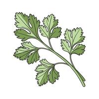 Distinctive Cilantro Plant Illustration Design vector