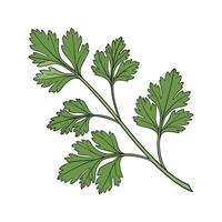Charming Cilantro Plant Unique Design vector
