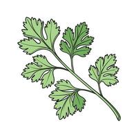 Charming Cilantro Plant Illustration vector