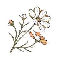 Beautiful Coreopsis Plant Illustration vector