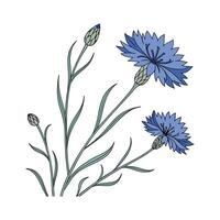 Charming Cornflower Plant Illustration. vector
