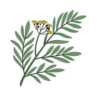 Unique Curry Plant Illustration Design vector