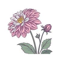 Stylish Dahlia Dahlia Pinnata Unique Illustration vector