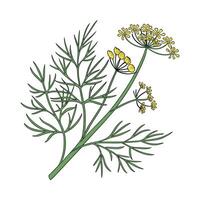 Charming Dill Anethum Graveolens Plant Design vector