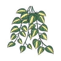 Unique Devils Ivy Pothos Illustration Design vector