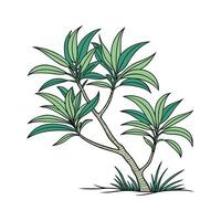 Charming Dracaena Compacta Plant Unique Design vector