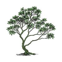 Charming Dwarf Umbrella Tree Unique Illustration vector