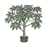 Stylish Dwarf Umbrella Tree Schefflera Illustration vector