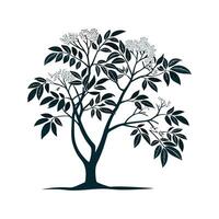 Charming Elderberry Tree Sambucus Unique Design vector