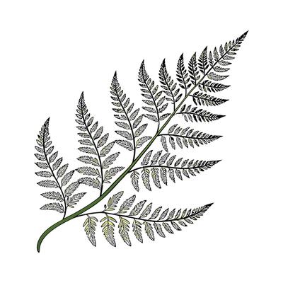 Stylish Fern Fraction Asplenium Unique Design