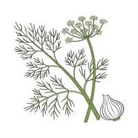 Charming Fennel Plant Illustration vector