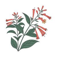 Charming Firecracker Plant Illustration vector