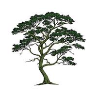 Distinctive Fitzroya Plant Unique Illustration vector