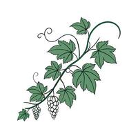 Stylish Grape Ivy Unique Design vector