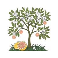 Stylish Grapefruit Tree Unique Design vector