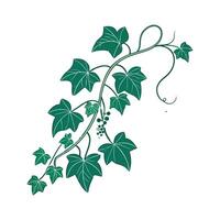 Charming Grape Ivy Unique Design vector