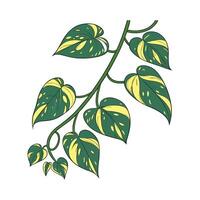Elegant Harlequin Pothos Unique Design vector