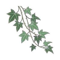 Charming Hoya Linearis Plant Unique Design vector