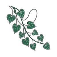 Stylish Hoya Kerrii Plant Illustration vector