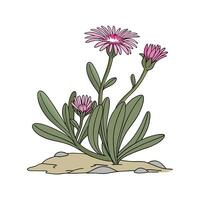 Distinctive Ice Plant Delosperma Unique Design vector