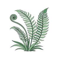 Charming Java Fern Plant Illustration vector