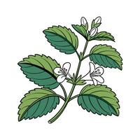 Distinctive Lemon Balm Plant Unique Design vector