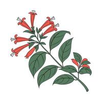 Charming Lipstick Plant Aeschynanthus Radicans Unique Design vector