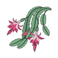 Zygocactus Displayed on White Background vector