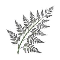 Charming Maidenhair Fern Design vector