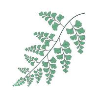 Unique Maidenhair Vine Illustration Art vector