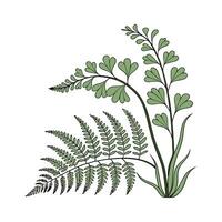 Stunning Maidenhair Fern Illustration Design vector