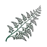 Charming Maidenhair Vine Illustration vector
