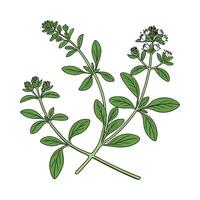 Elegant Marjoram Design vector