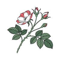 Elegant Miniature Rose Illustration Art vector