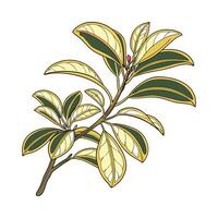 Charming Mirror Plant Design vector
