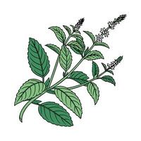 Charming Mint Design vector