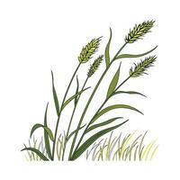 Elegant Monkey Grass Plant Unique Design vector