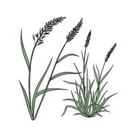 Charming Monkey Grass Plant Illustration vector