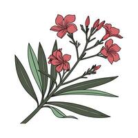 Charming Nerium Oleander Design vector