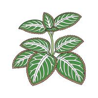 Distinctive Nerve Plant Fittonia Unique Design vector