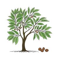 Charming Nutmeg Tree Design vector
