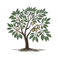 Stylish Nutmeg Tree Illustration vector