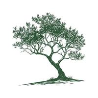 Charming Olive Tree Olea Europaea Unique Design vector