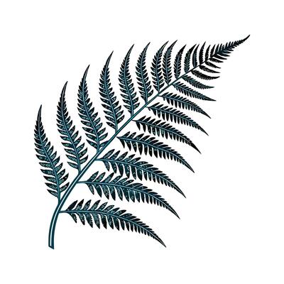 Ocean Blue Fern Asplenium Illustration