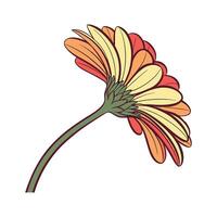 Beautiful Gerbera Flower Opened on White Background vector