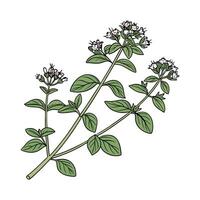 Lush Origanum Vulgare Leaves on White Background vector