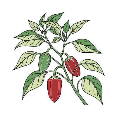 Colorful Capsicum Annuum Peppers on White