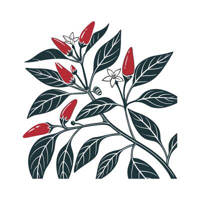 Lively Ornamental Peppers on Bright White Background