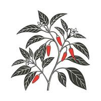 Bright Ornamental Peppers Displayed on White vector